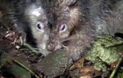 tikus_raksasa.jpg