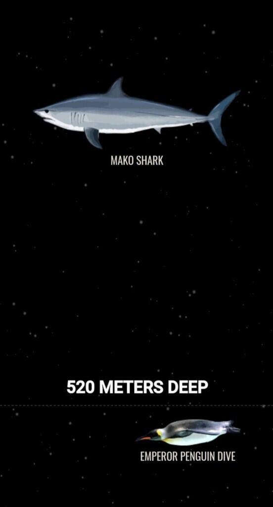 Ini Dia Ilustrasi Dalamnya Laut yg Begitu Menyeramkan [Warning : Sangat Dalam]