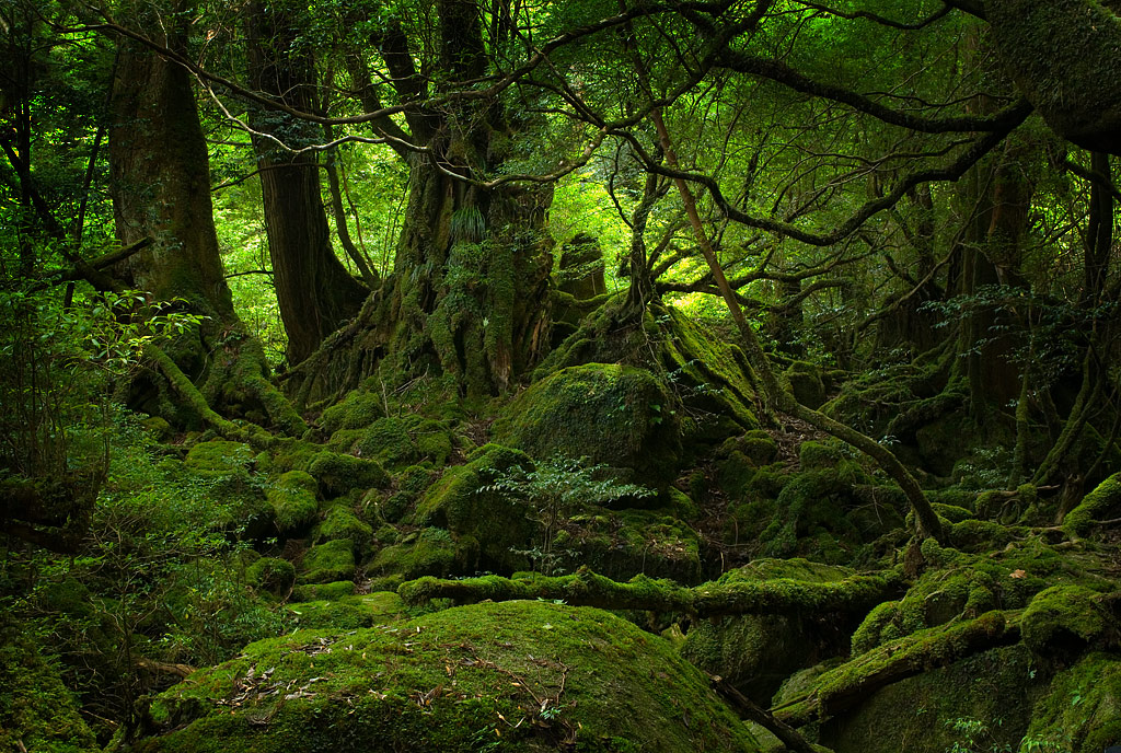Green_Forest_by_crazmo4sho.jpg