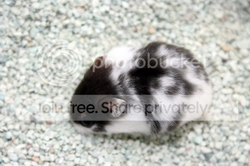 blackmottledcampbell006.jpg