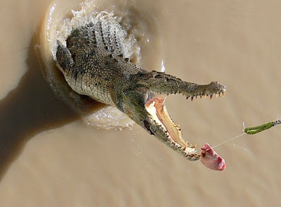 crocodiles_01.jpg