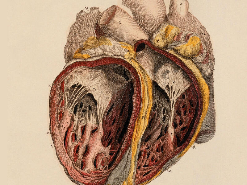 Detak Tersendat dalam Keheningan Arteri!