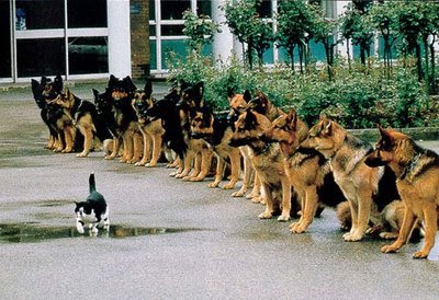 kucing+hebat.jpg