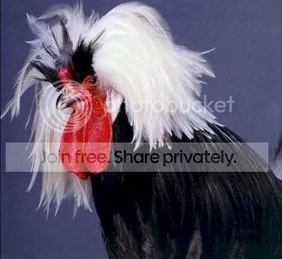 BeautifulChickensInTheWorld08.jpg