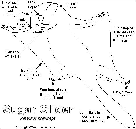 Sugarglider_bw.GIF