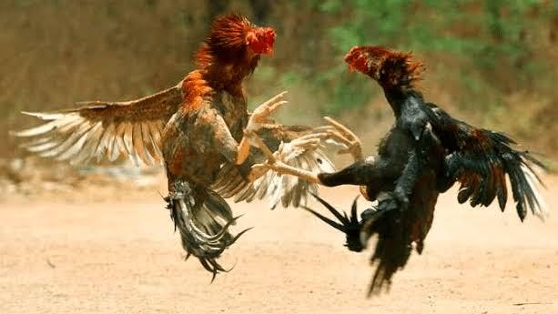 Aksi Seru!! Ayam Tarung Ditengah Jalan, Malah Bikin Macet