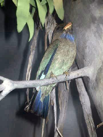 Stavenn_Eurystomus_orientalis_00.jpg