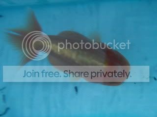 P5280021_resize_resize.jpg