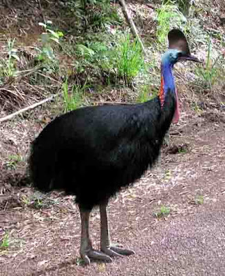 cassowary.jpg