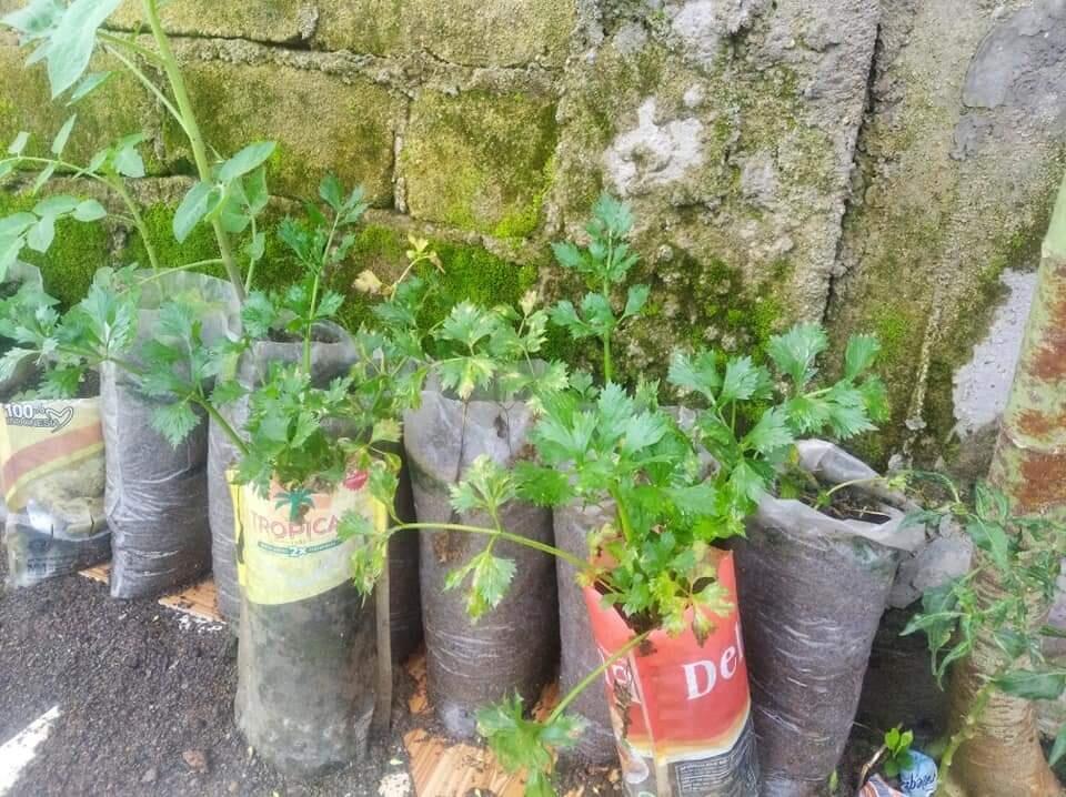 Tanaman Obat Keluarga Yang Mudah Ditanam Di Pot