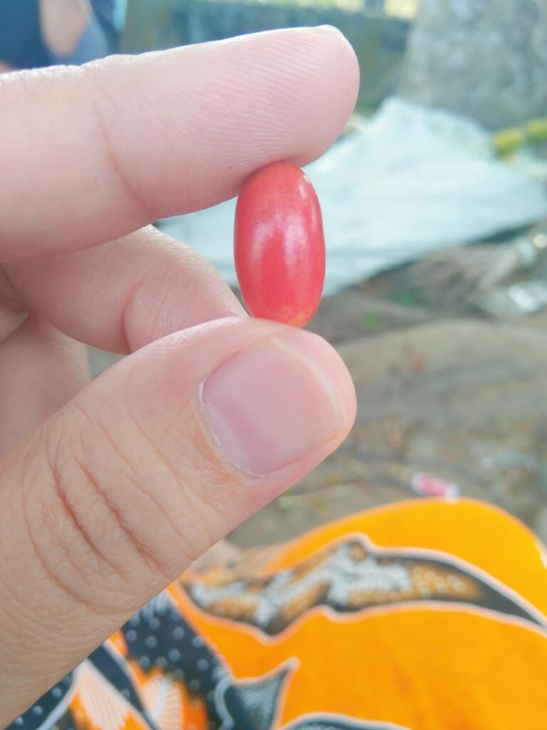 Miracle Fruit si Buah Ajaib yg Mampu Mengubah Rasa