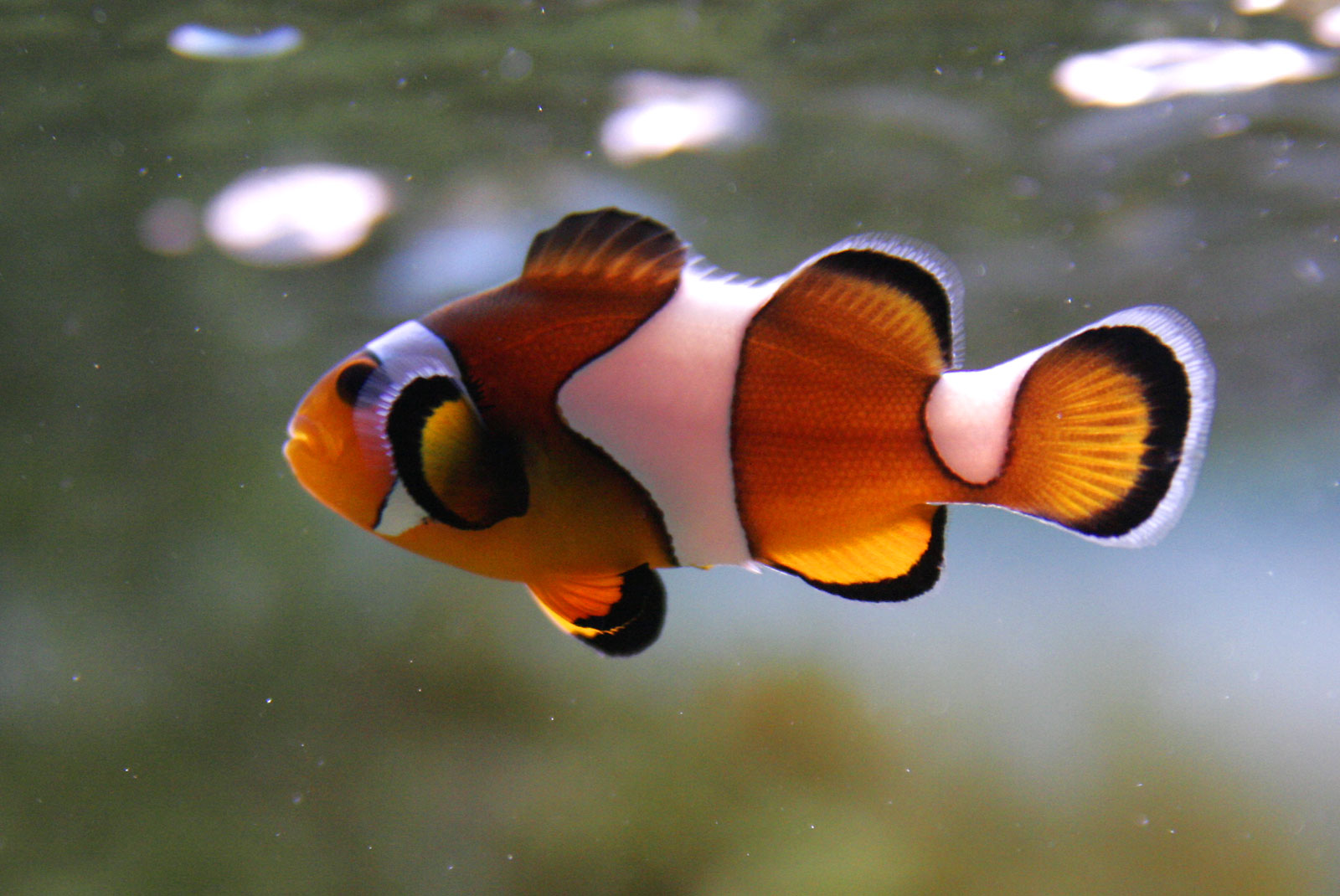 Clown_fish.jpg