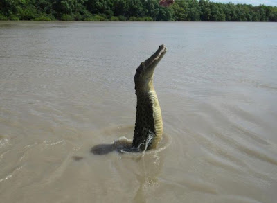 crocodiles_24.jpg