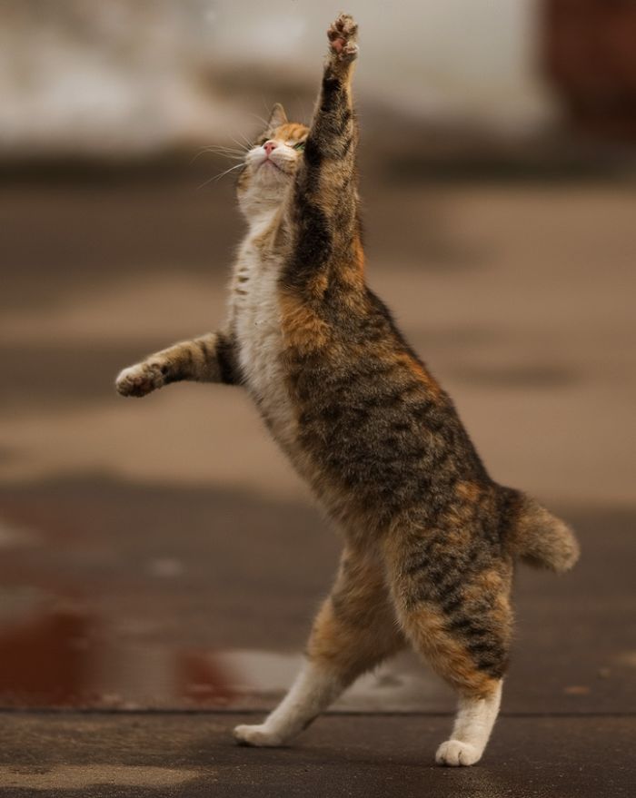 cats_04.jpg