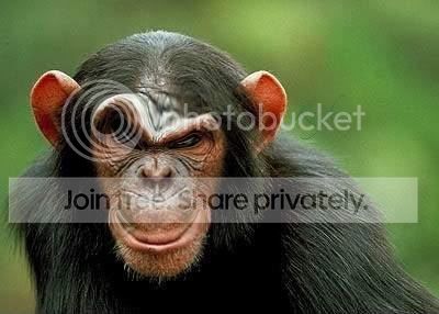 evilmonkey.jpg