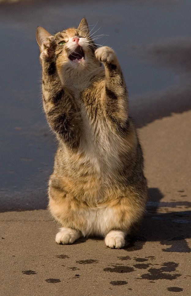 cats_03.jpg