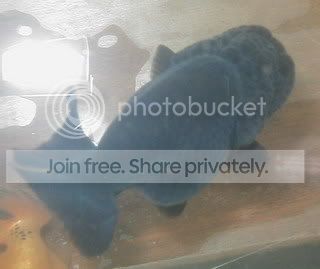 BlackRanchu-Top.jpg
