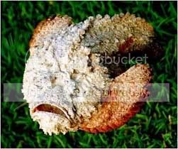 stonefish.jpg