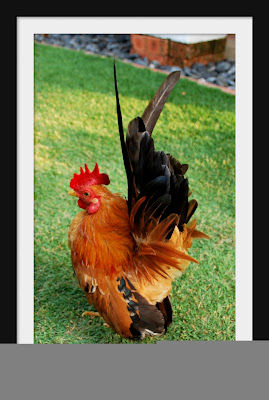 ayam2.jpg