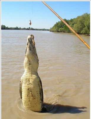 crocodiles_02.jpg