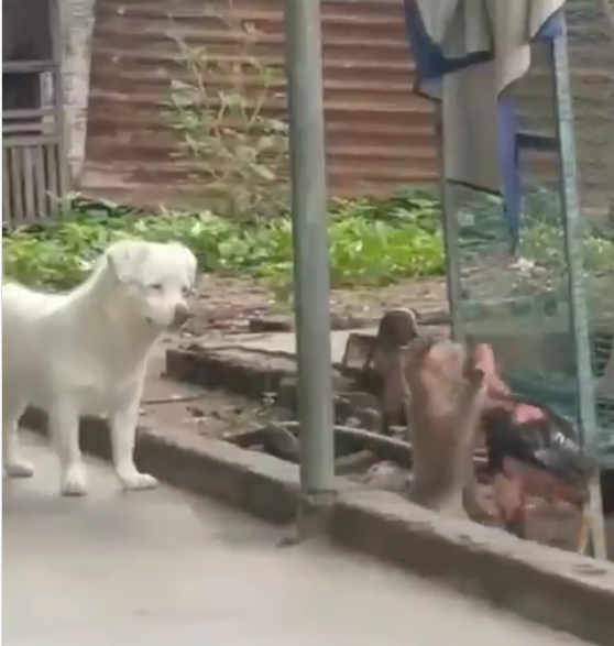 Temennya berantem, dia malah cuma menonton, ANJING memang