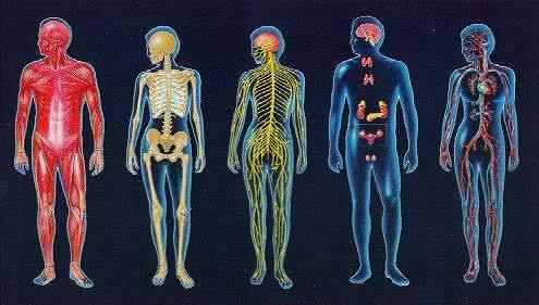 7 Harga Organ Tubuh Manusia Termahal 