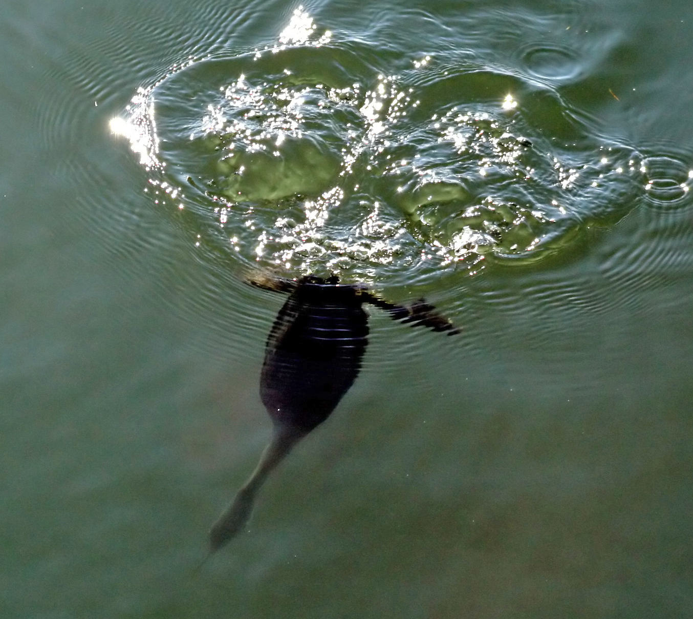 Diving_grebe.jpg