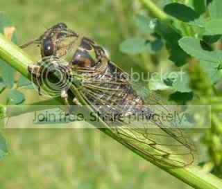cicada1.jpg