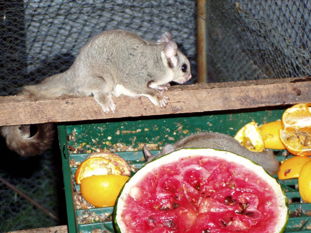 Sugar_Glider_captivity.jpg