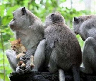 monkey-and-cat-4.jpg
