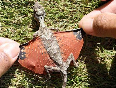 avatar_Dragon.jpg