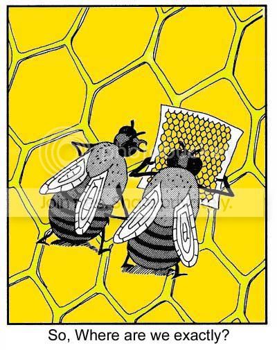 Bee.jpg