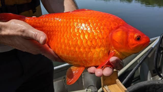 Jangan Membuang Ikan Peliharaan Ke Alam Liar