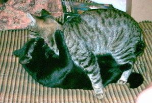 eroticcats.jpg