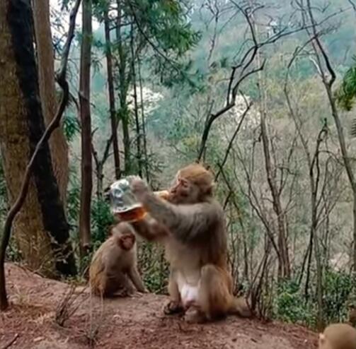 Darurat miras !! Monyet aja Sampe Dicekokin 