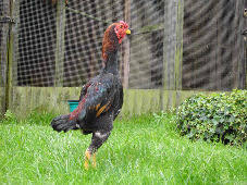 Ayam Gagah Dari Jepang Namanya Shamo
