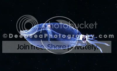 deep_sea_squid.jpg