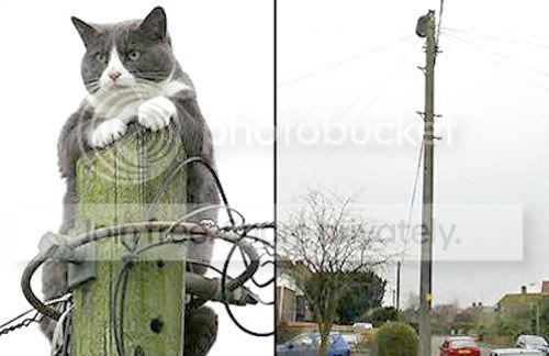 cat-up.jpg