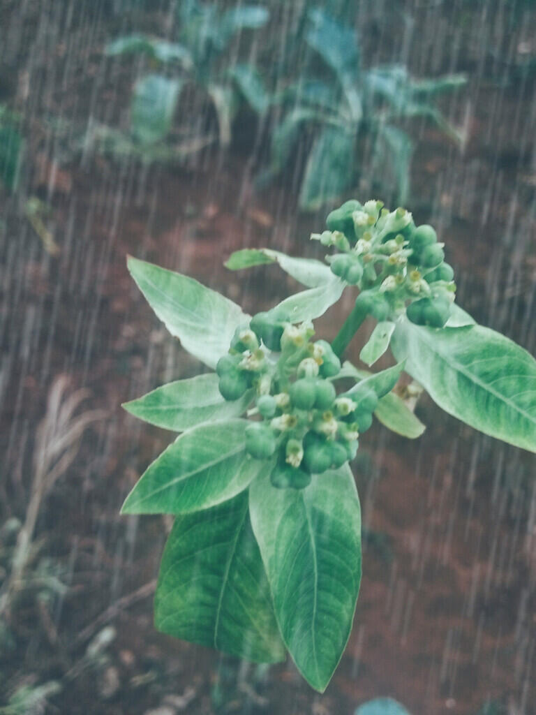 Percakapan Rasa (Renungan Tentang Kehidupan)