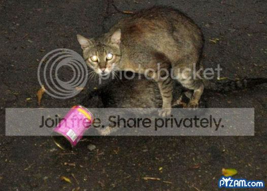 catlove.jpg