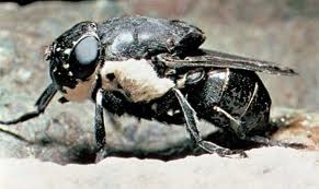 Botflies.jpeg