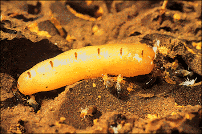 termites.gif