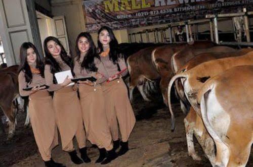 SPG Hewan Qurban, Cantik Dan Seksi