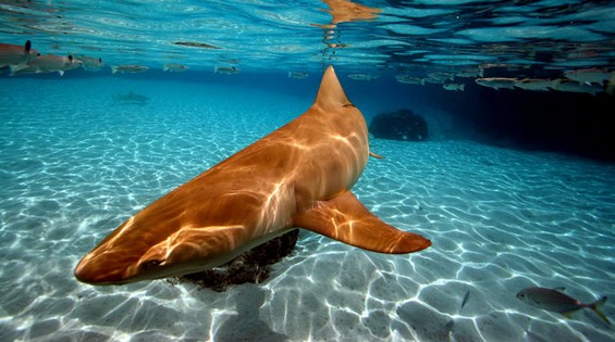bora-bora-photos07.jpg
