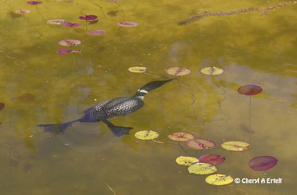 Common_Loon_010.jpg