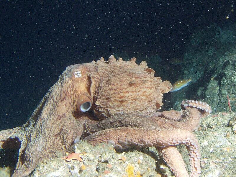 Top 20 Abnormally Large Animal That Really Exist