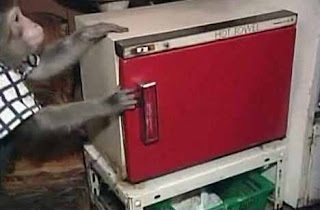 monkey_waiter_10.jpg