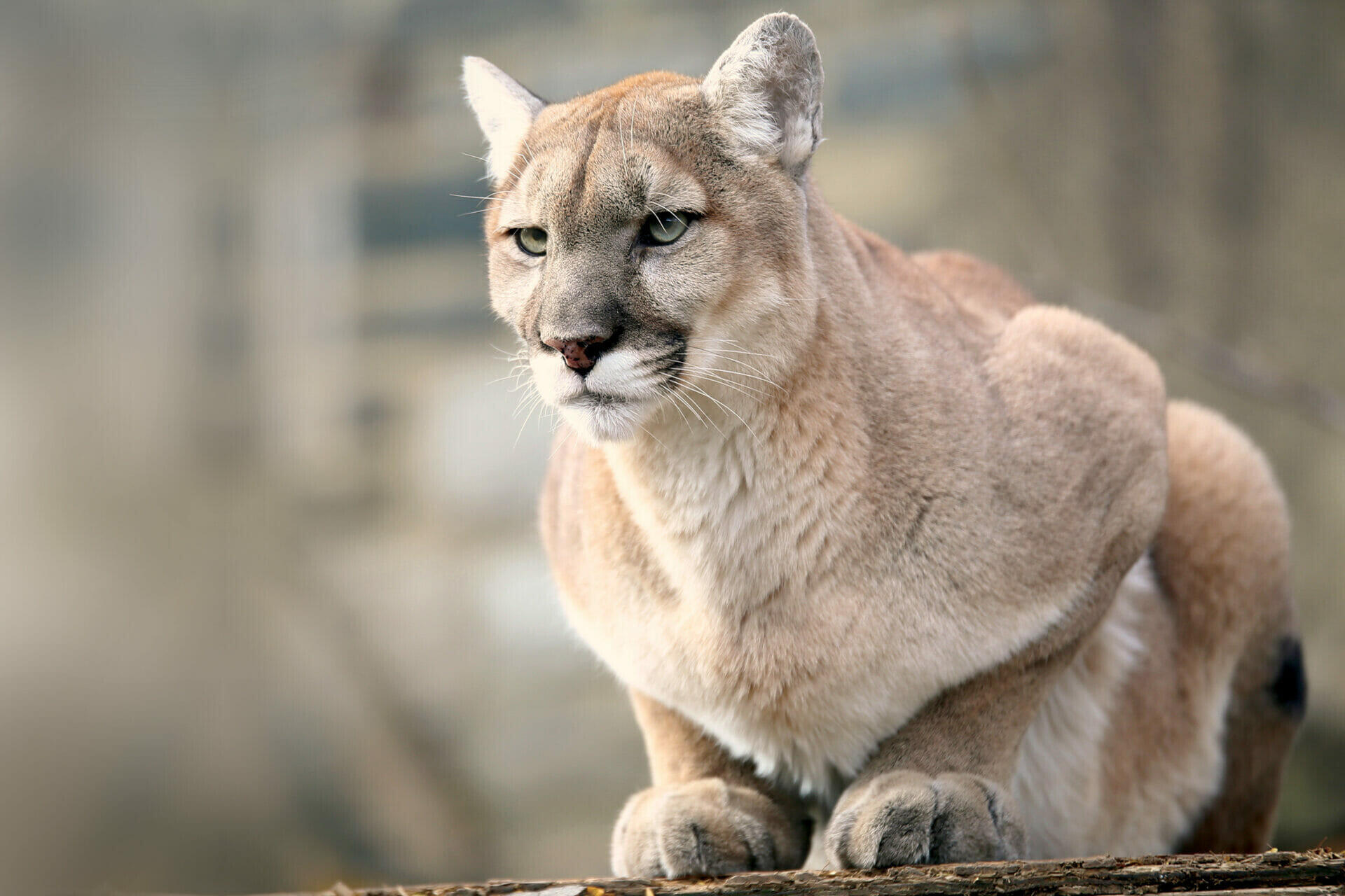 Puma: Si Hantu Gunung yg Gesit & Misterius