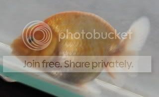Ranchu.jpg