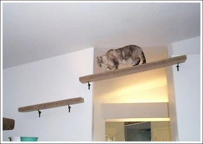 cat_walkways_33.jpg